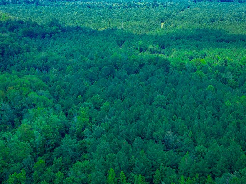 Edisto Tract : Branchville : Bamberg County : South Carolina