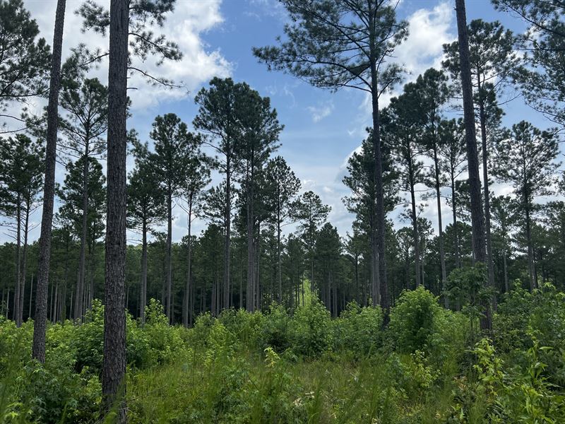 Prime Land Tract in Monroe County : Forsyth : Monroe County : Georgia