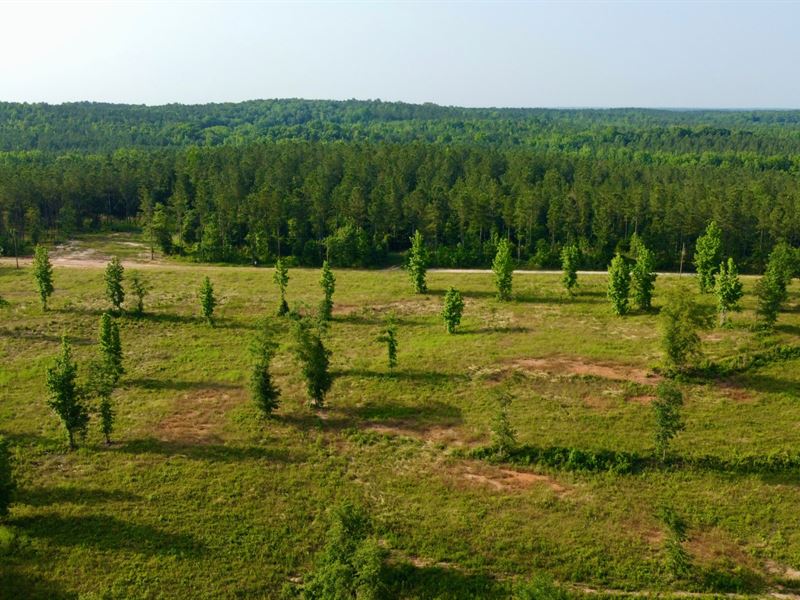 42 Acres in Lee County : Auburn : Lee County : Alabama