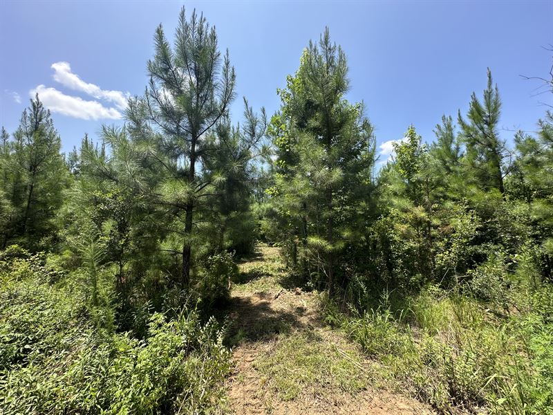 Bethel Cutoff Rd 21 Acres Tract : Coffeeville : Clarke County : Alabama