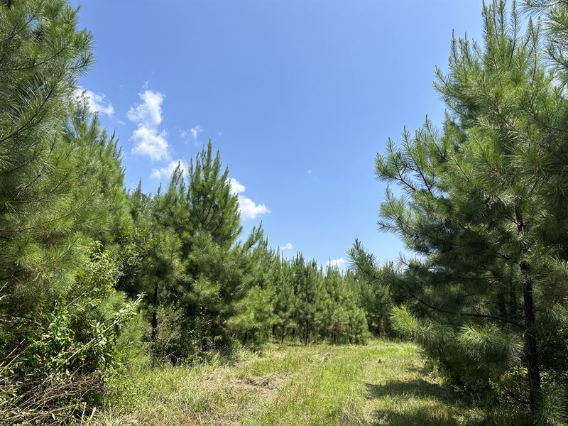 Bethel Cutoff Rd 27 Acres : Coffeeville : Clarke County : Alabama