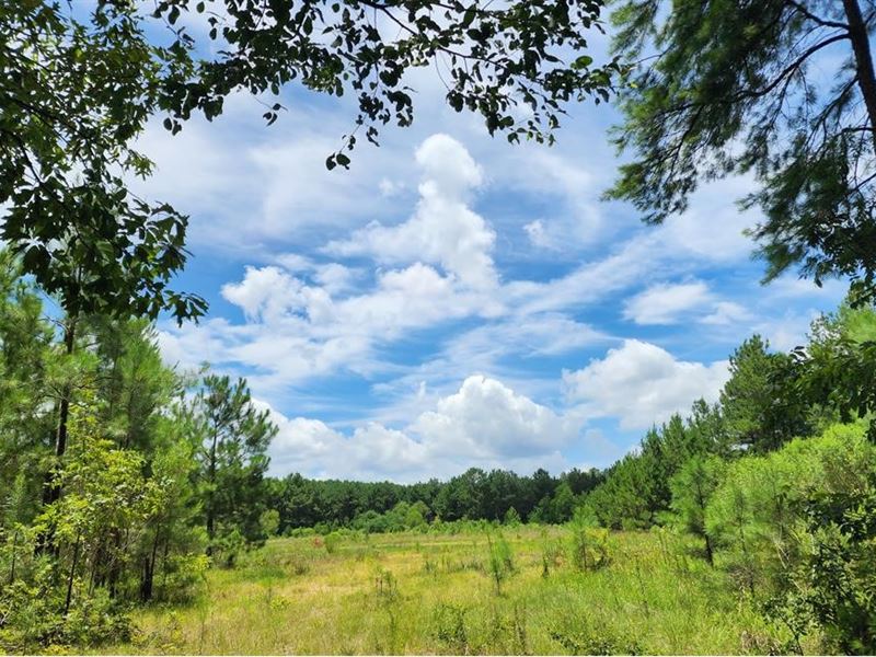 78 Acres in Wilkinson County in Cro : Crosby : Wilkinson County : Mississippi