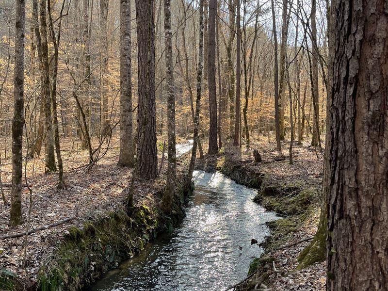 / Sawtooth Branch : Clanton : Chilton County : Alabama