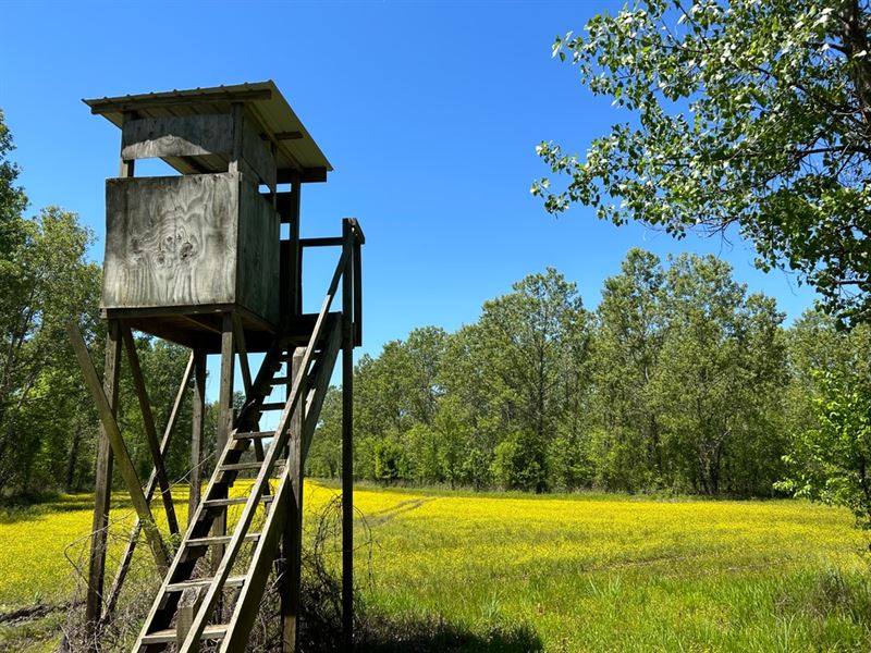 327 Acres in Issaquena County, MS : Mayersville : Issaquena County : Mississippi