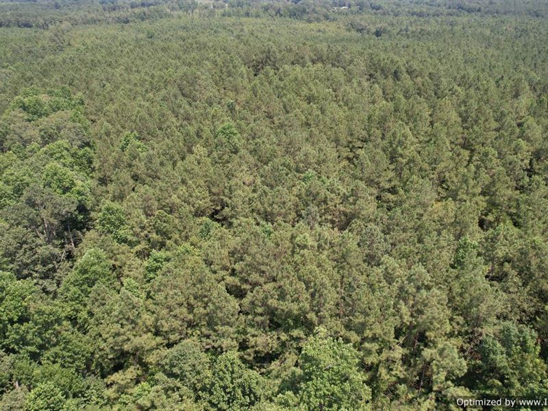 58.5+/- AC in Newton County, MS : Little Rock : Newton County : Mississippi