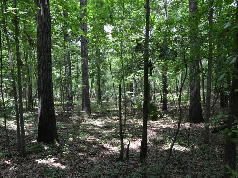 Cell Tower Income & Development : Augusta : Richmond County : Georgia