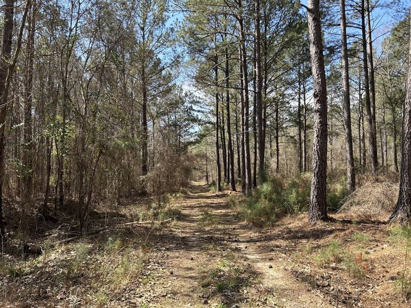 Timberland Investment & Hunting : Milledgeville : Baldwin County : Georgia