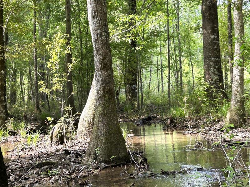 Homesite, Timberland & Recreation : Wrightsville : Johnson County : Georgia