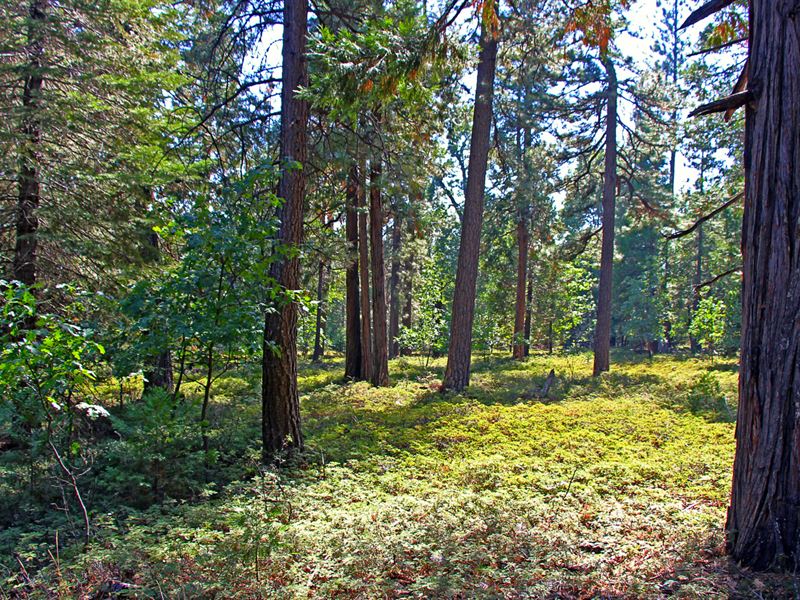 Sly Park Estates, Parcel : Pollock Pines : El Dorado County : California