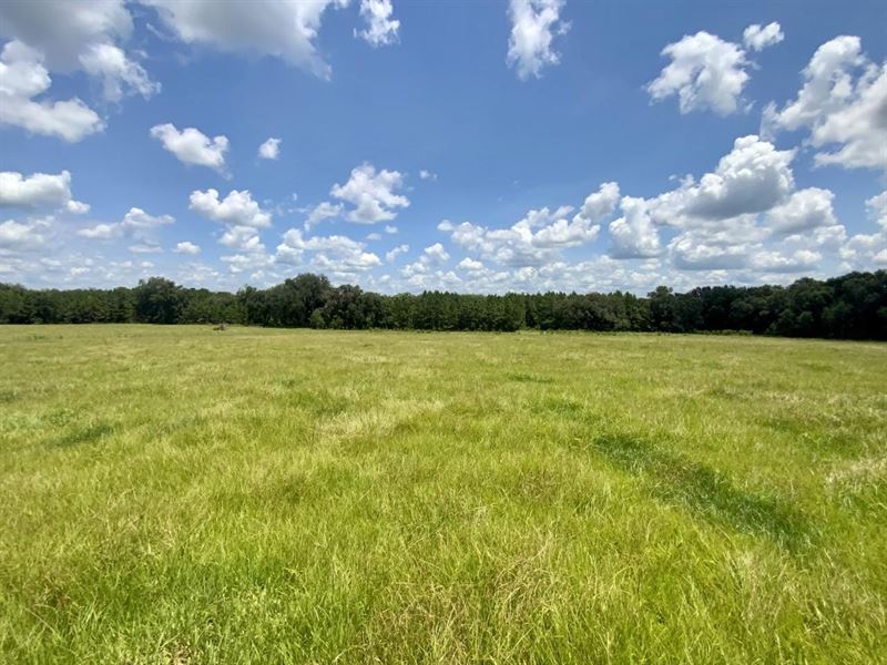 NW 221 Cattle Farm : Greenville : Madison County : Florida