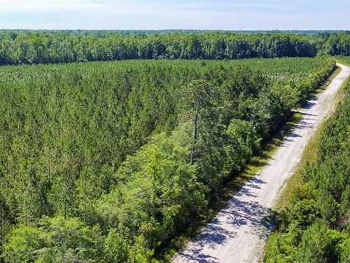 Willoughby Timberlands : Lumberton : Robeson County : North Carolina