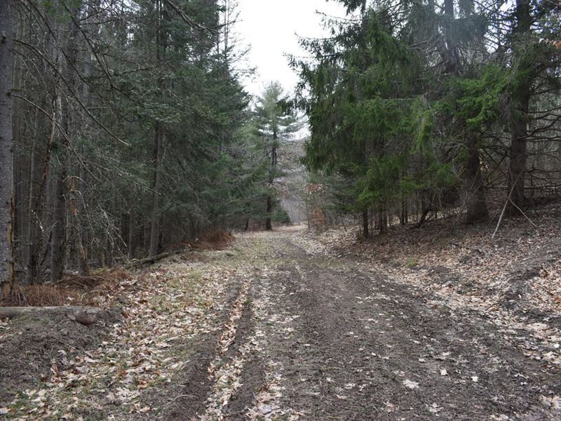 Appalachian Adventure : Little Genesee : Allegany County : New York