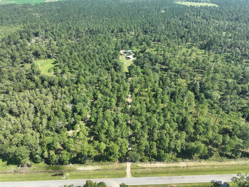 Flynn Hunting & Timber Property : Leesburg : Lee County : Georgia