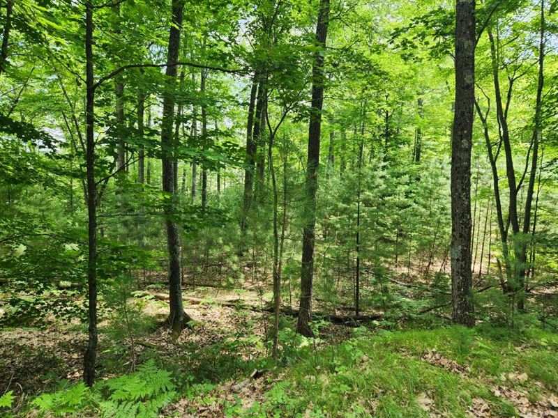 Rare Minocqua Acreage : Minocqua : Oneida County : Wisconsin