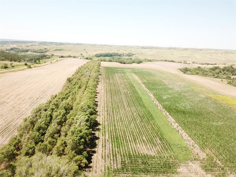 Auction, Bon Homme 51 : Avon : Bon Homme County : South Dakota