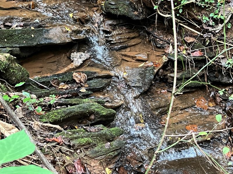 15 Ac, Dadeville, AL : Dadeville : Tallapoosa County : Alabama