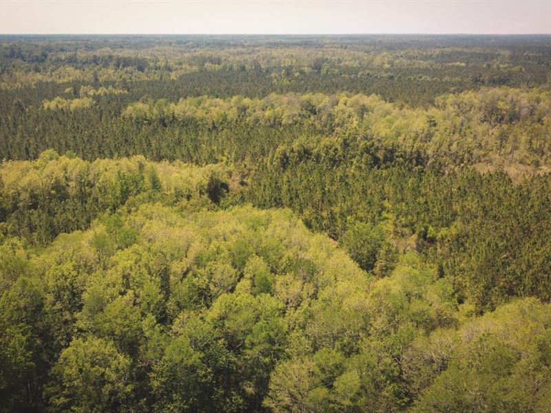 Flatwoods Tract : Greenville : Madison County : Florida