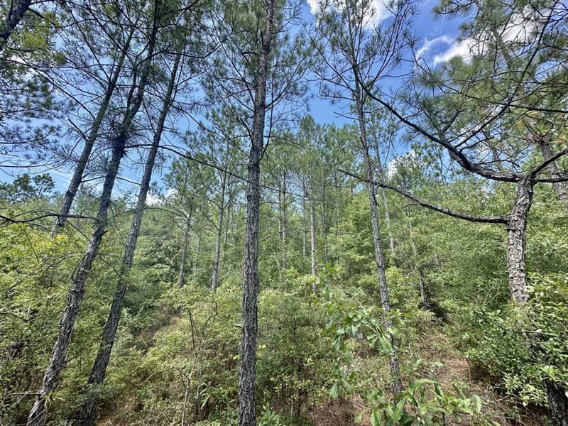 40 Acres in Chilton County Owen : Plantersville : Chilton County : Alabama