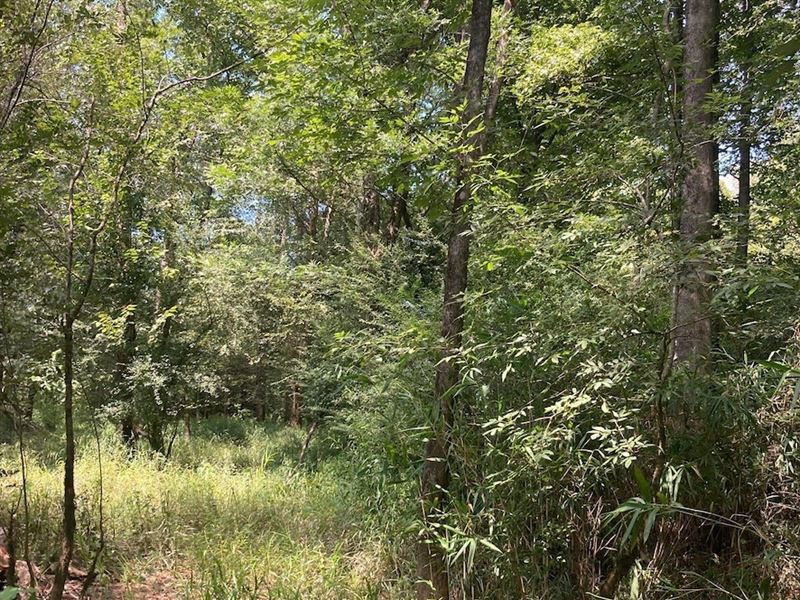 139 Acres in Bishopville, South Carolina : Bishopville : Lee County : South Carolina