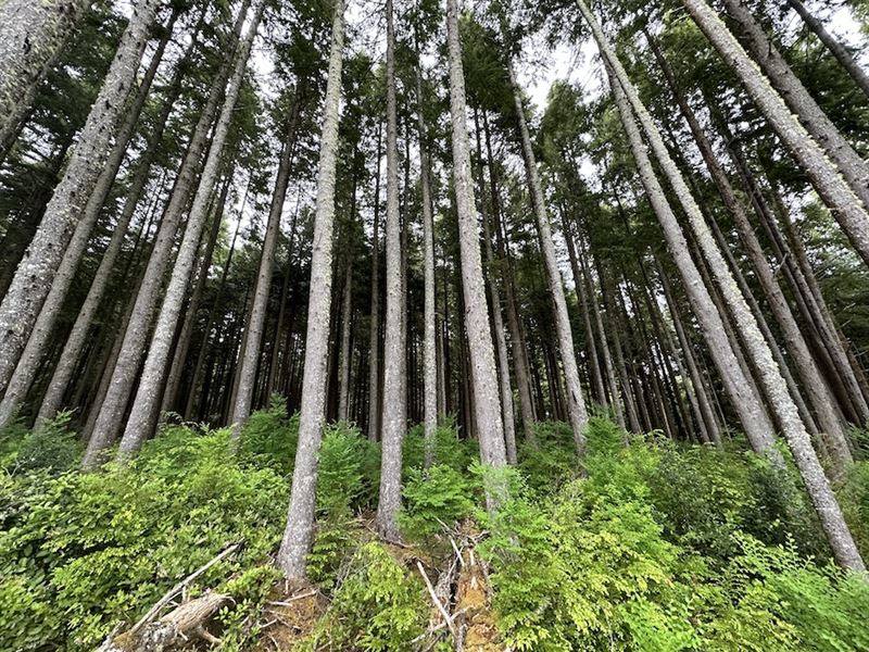 115 Acres in Long Beach, Washington : Long Beach : Pacific County : Washington