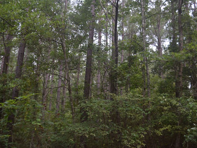 60 Acres in Madison County : Camden : Madison County : Mississippi