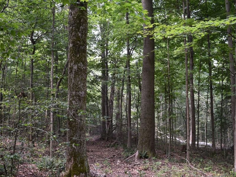 Trophy Ridge : Stockton : Chautauqua County : New York