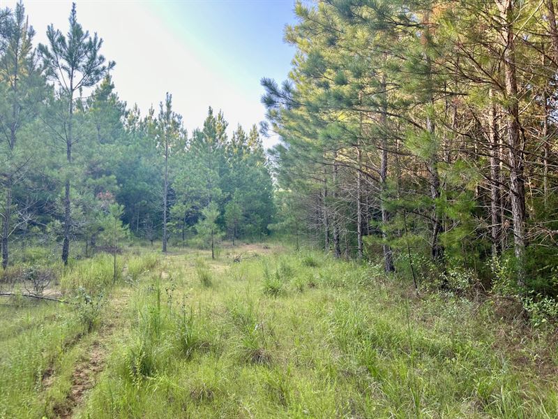 80 Acres Winston County, MS : Noxapater : Winston County : Mississippi