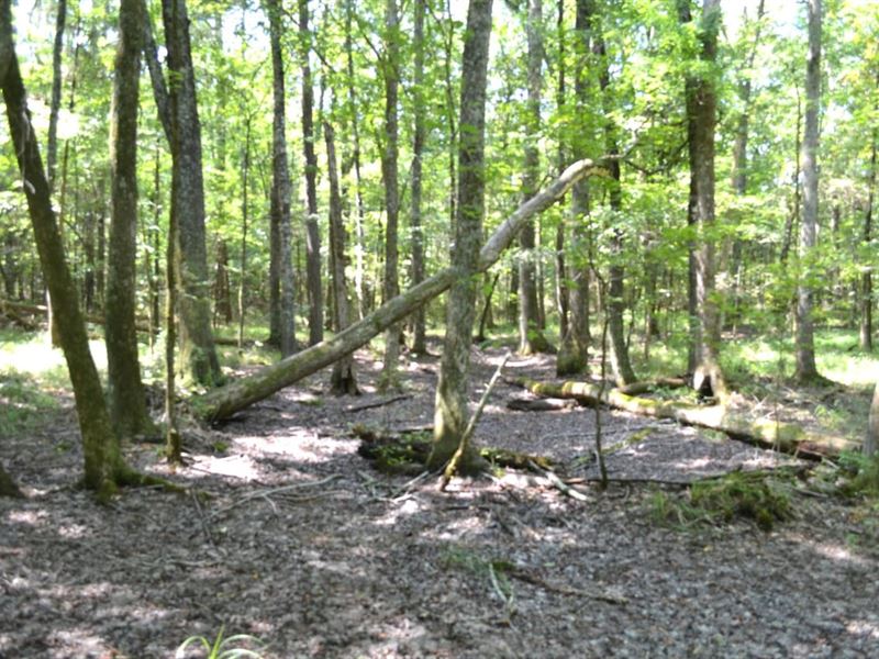 Saggus Road Oaks : Washington : Wilkes County : Georgia