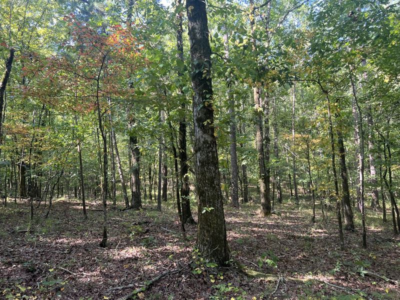 40 Acres Hunting/Timberland : Calera : Chilton County : Alabama