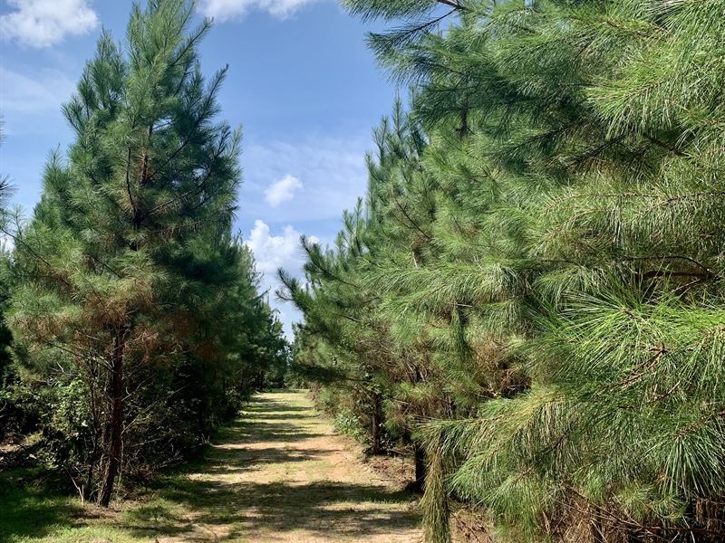 Turn-Key Hunting Tract : Rayle : Wilkes County : Georgia