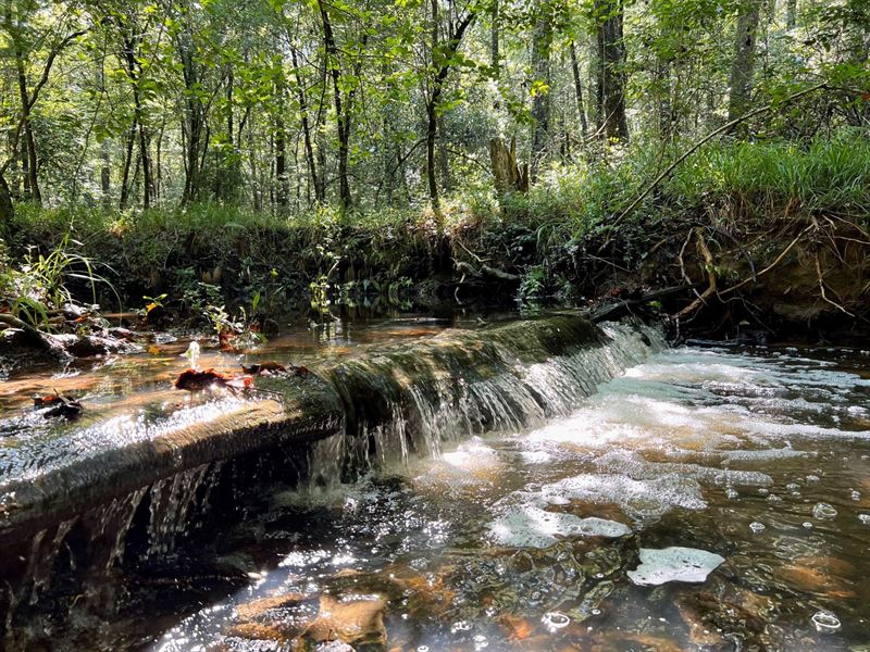 Piney Woods Creek Tract : McKenzie : Butler County : Alabama