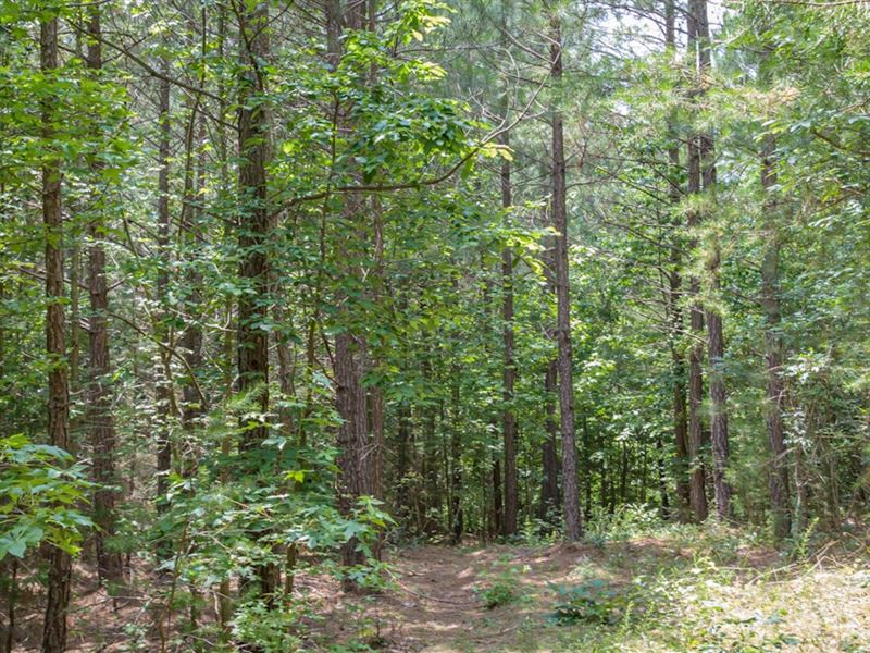Franck Cumberland Timberlands : Cumberland : Cumberland County : Virginia