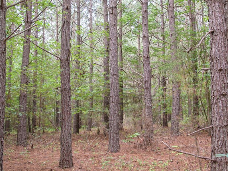 Joseph Giles Timberland : Columbia : Cumberland County : Virginia