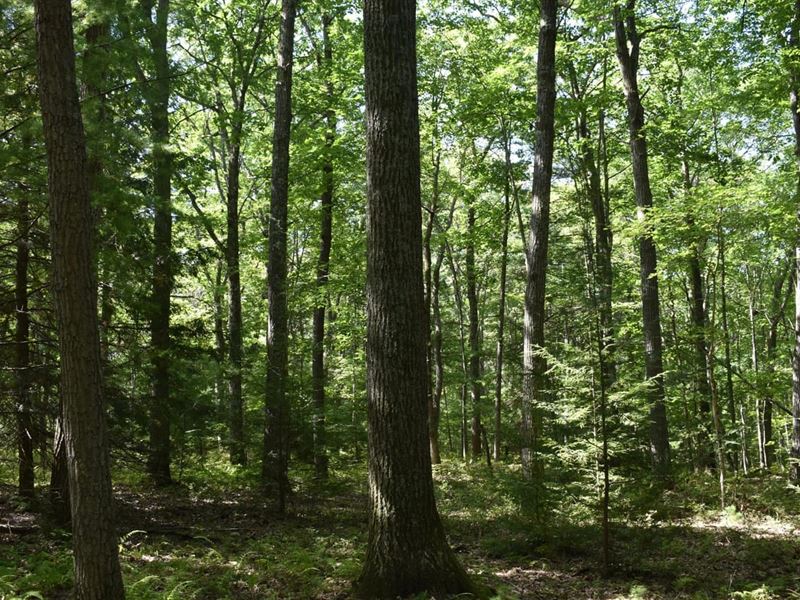 Sullivan's Sanctuary : Driftwood : Cameron County : Pennsylvania