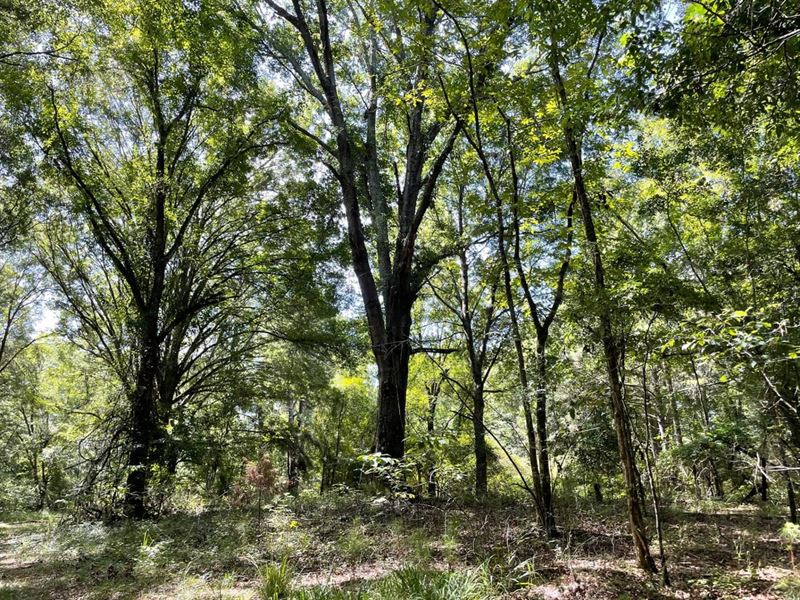 The Perfect Blackbelt Hunting Tract : Union Springs : Bullock County : Alabama