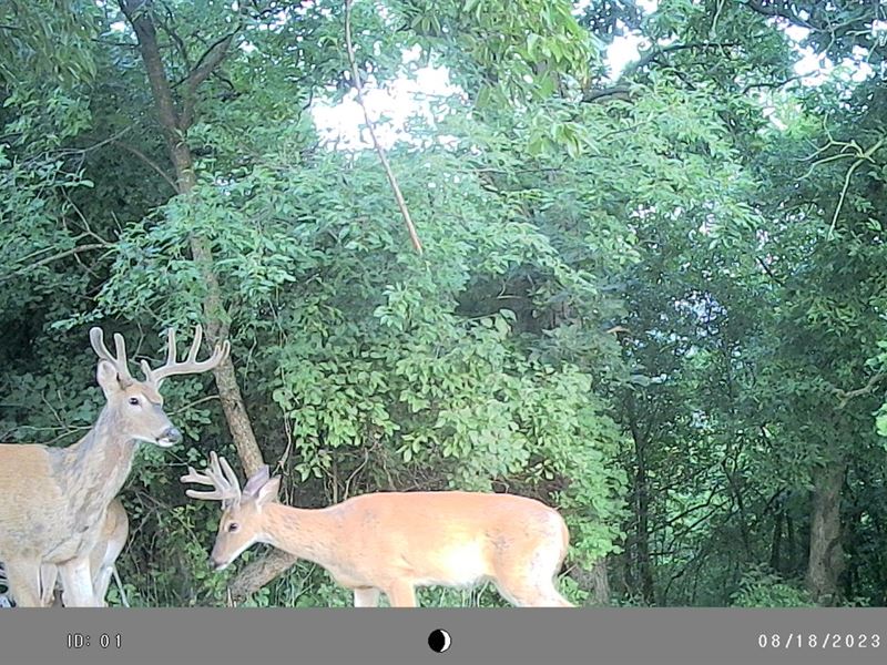 88 Acres Winona County : Dakota : Winona County : Minnesota