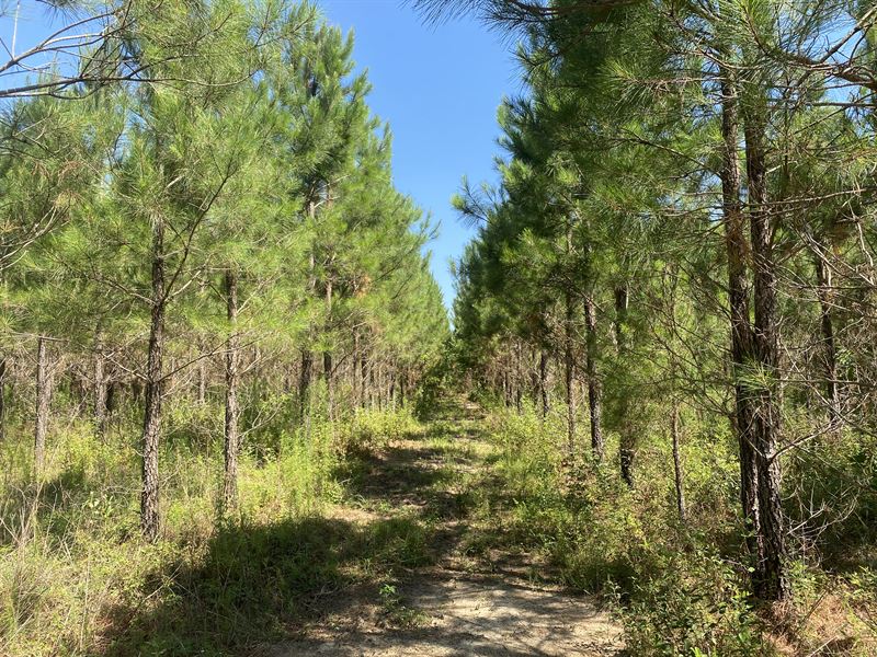 Whippoorwill Tract A : Reynolds : Taylor County : Georgia