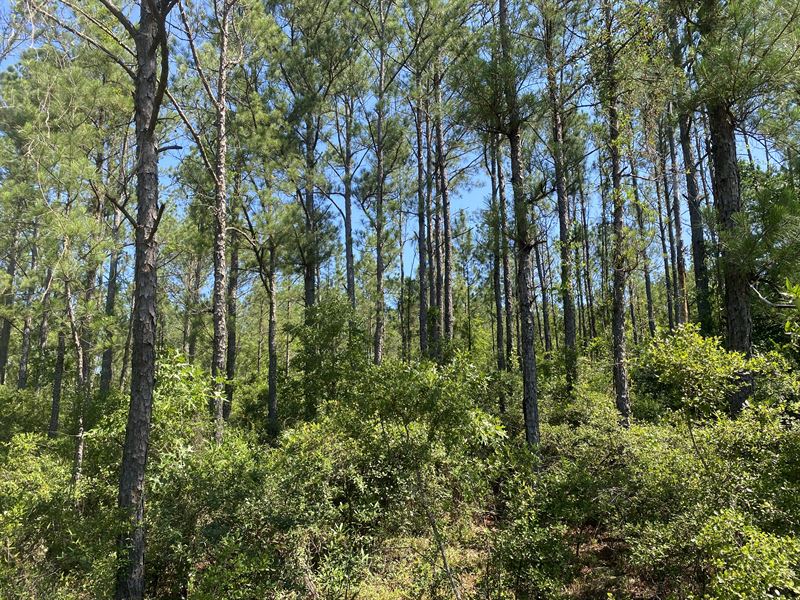 Whippoorwill Tract C : Reynolds : Taylor County : Georgia