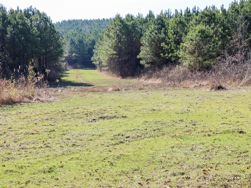 Monroe County, Towery Rd 474 Timbe : Smithville : Monroe County : Mississippi