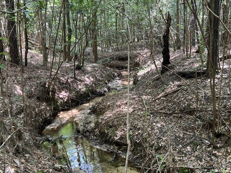 Boston Road Tract : Dozier : Covington County : Alabama