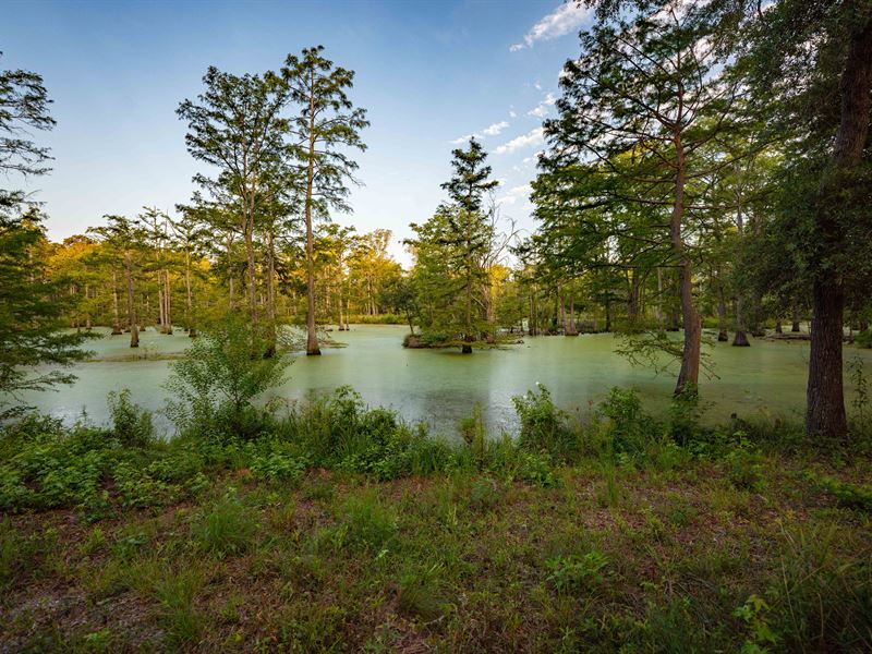 Jefferson Upper Bayou Ranch : Jefferson : Marion County : Texas