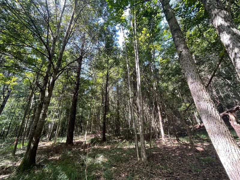 Beautiful 16 Acres Five Miles Sou : Union Springs : Bullock County : Alabama