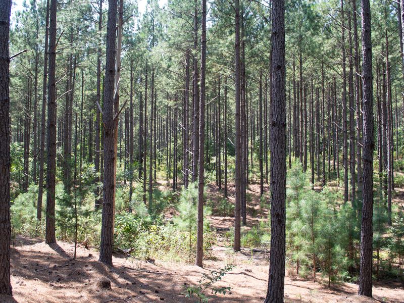34 Acres, Southeastern Union County : Jonesville : Union County : South Carolina