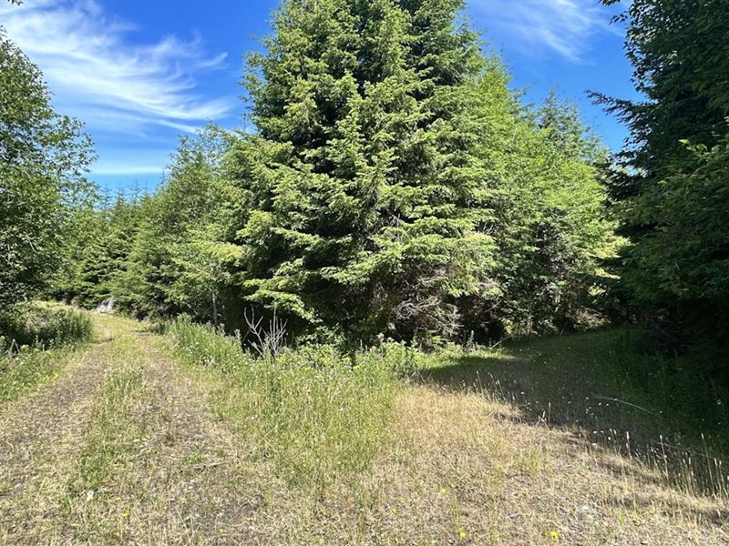 Oleary Creek : Aberdeen : Grays Harbor County : Washington