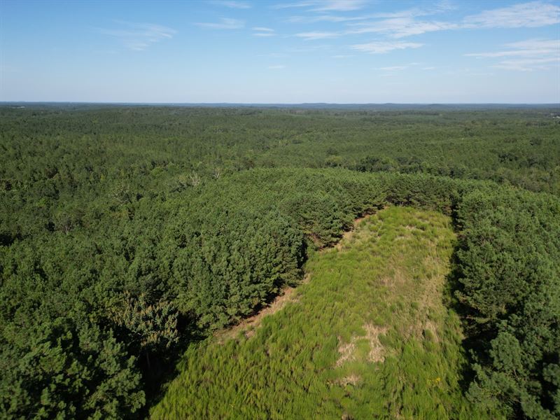 40 Wayside Tract : Fayette : Fayette County : Alabama