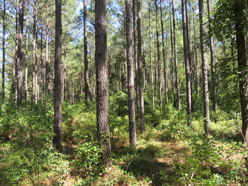 Bear Creek Tract : Richland : Webster County : Georgia