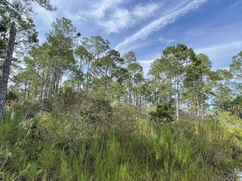 Cedar Key-Hunting Tract : Cedar Key : Levy County : Florida
