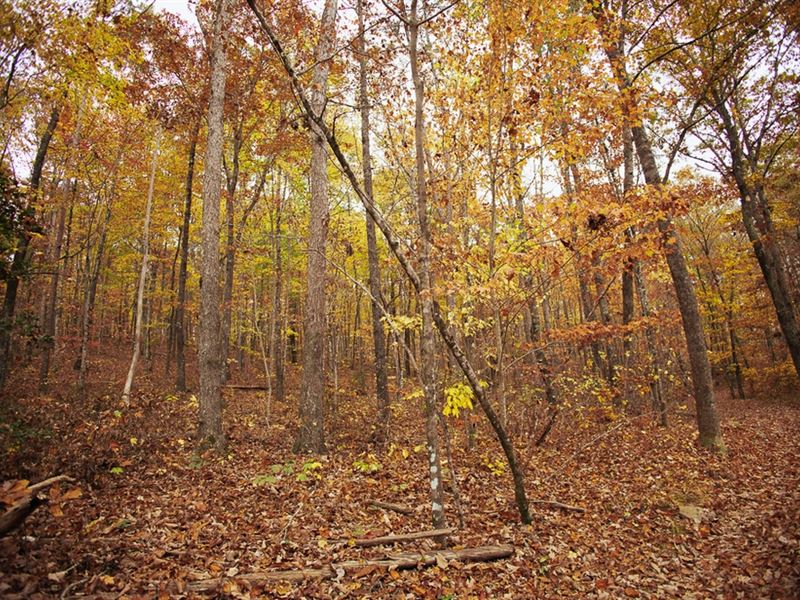 115.93 Acres with A Camp in Hamilto : Soddy Daisy : Hamilton County : Tennessee
