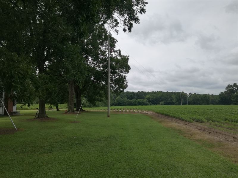 Farm, Lots of Possibilities : Windsor : Bertie County : North Carolina