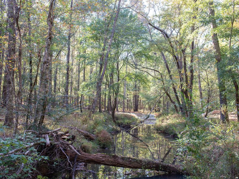 Ogeechee Reserve : Greensboro : Greene County : Georgia